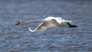 Escape for all Βιστωνίδα