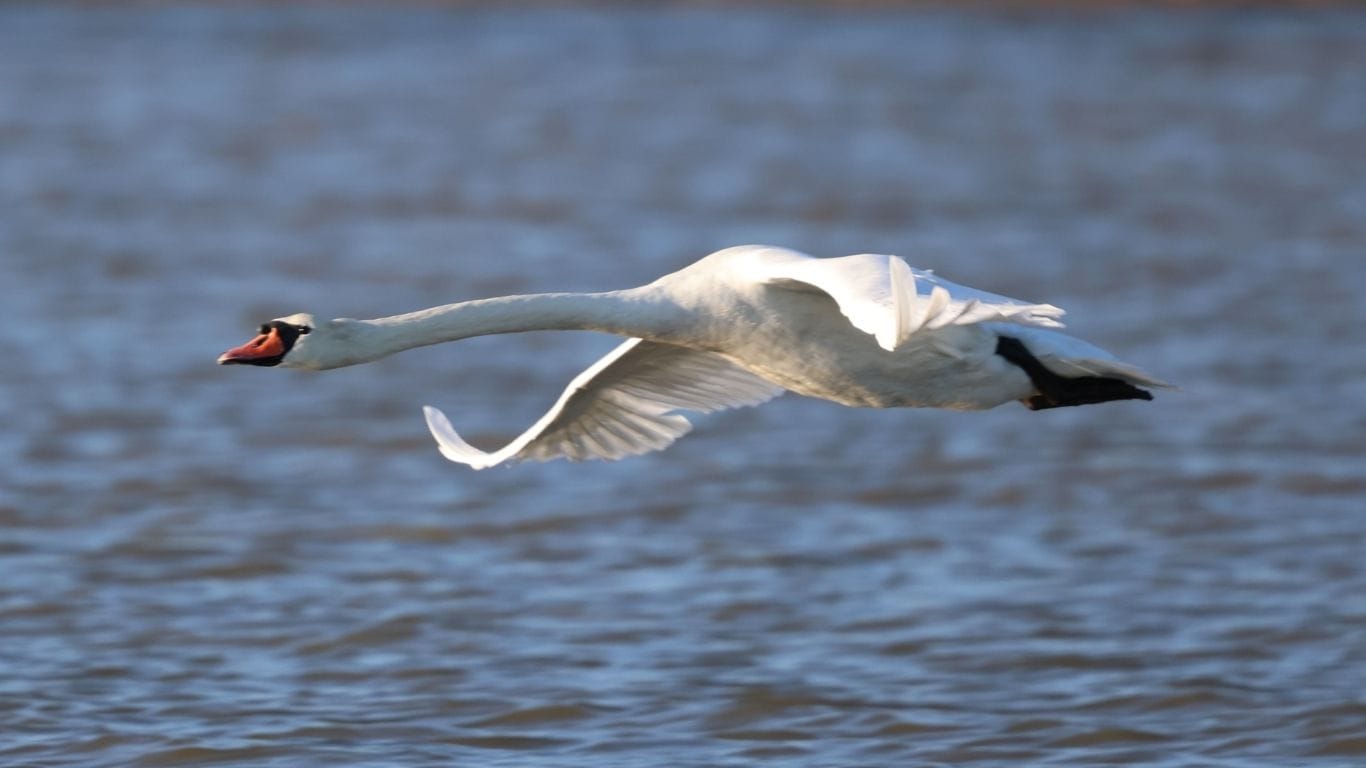 Escape for all Βιστωνίδα